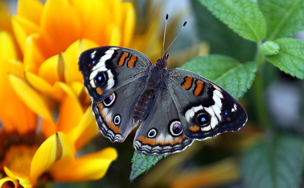 Fotos de borboletas lindas e maravilhosas