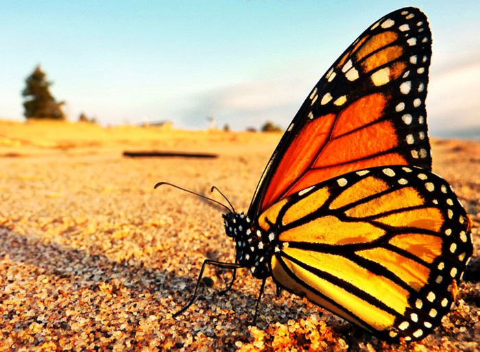 Fotos de borboletas