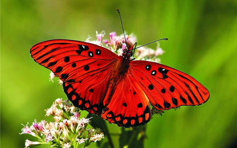 Fotos de borboletas lindas e maravilhosas